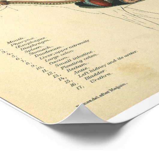 -paardenanatomie Afdrukspijsverteringsstelsel Poster (Hoek)