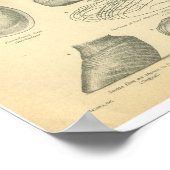 -paardenanatomie Afdrukvat Poster (Hoek)