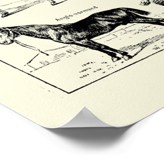  paardenanatomie poster (Hoek)