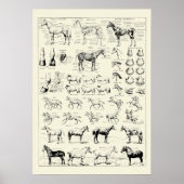 paardenanatomie poster (Voorkant)