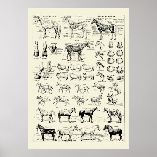 paardenanatomie poster (Voorkant)