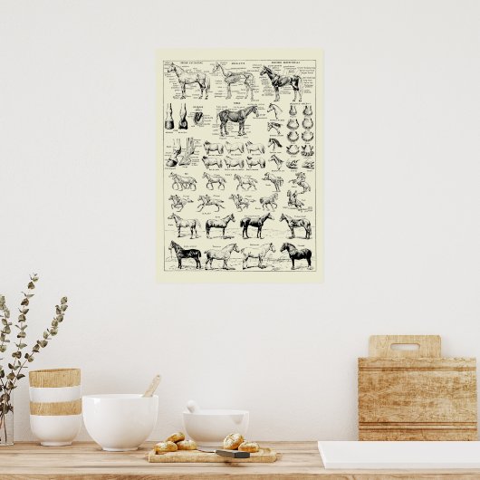  paardenanatomie poster (Keuken)