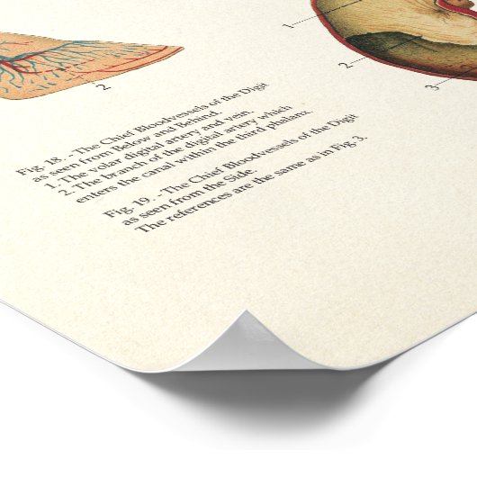 Paardenanatomie Poster groot formaat (Hoek)