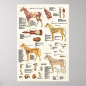 Paardenanatomie Poster groot formaat (Voorkant)