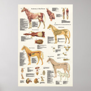 Paardenanatomie Poster groot formaat