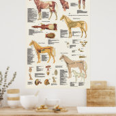 Paardenanatomie Poster groot formaat (Keuken)