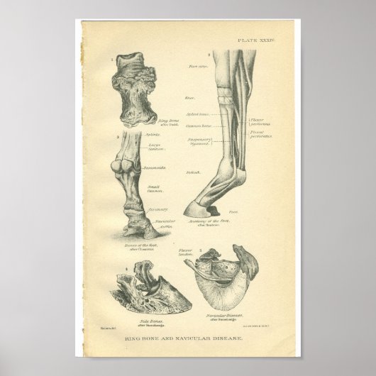  paardenanatomie printplaat poster (Voorkant)