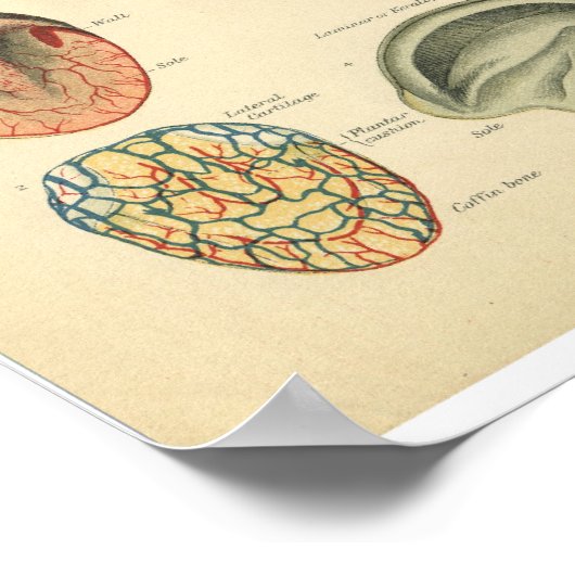 paardenanatomie printruimte poster (Hoek)