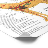 Paardenanatomie Skeletspieren Poster (Hoek)