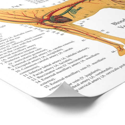 Paardenanatomie Skeletspieren Poster (Hoek)