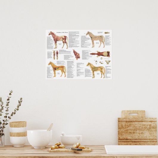 Paardenanatomie Skeletspieren Poster (Keuken)