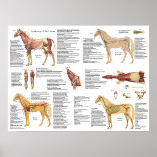 Paardenanatomie Skeletspieren Poster