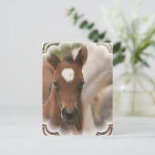 PaardenBaby Briefkaart (Staand voorkant)
