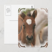 PaardenBaby Briefkaart (Voorkant / Achterkant)