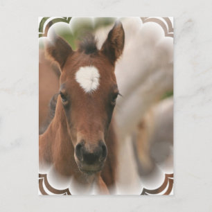 PaardenBaby Briefkaart