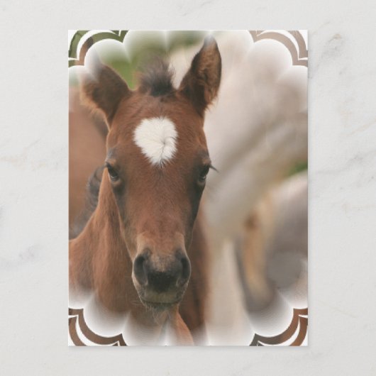 PaardenBaby Briefkaart (Voorkant)