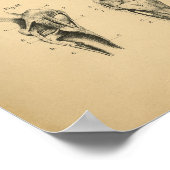 Paardenbeen verstevigt Anatomy 1908 Print (Hoek)