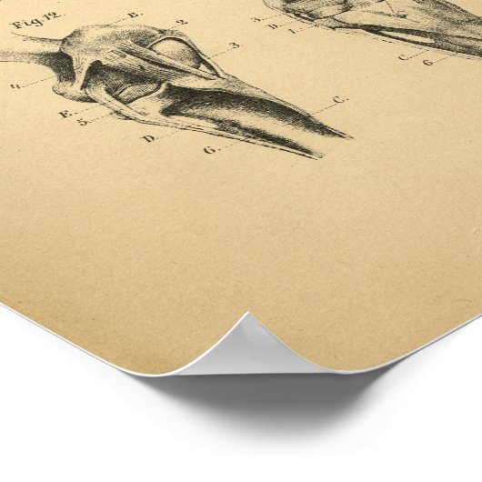 Paardenbeen verstevigt Anatomy 1908  Print (Hoek)