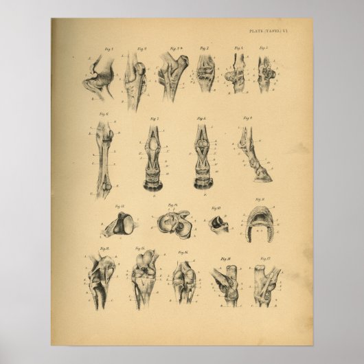 Paardenbeen verstevigt Anatomy 1908 Print (Voorkant)