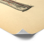 Paardenbekken Anatomie 1908 afdrukken Poster (Hoek)