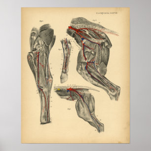 Paardenbekken Anatomie 1908  afdrukken Poster