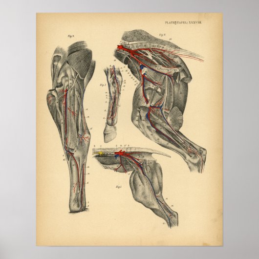 Paardenbekken Anatomie 1908 afdrukken Poster (Voorkant)