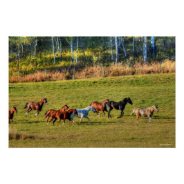 Paardenbeslag en paardenpestfoto bij paarden poster