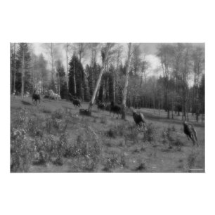 Paardenbeslag, Ranch Pasture Equine B&W Foto Perfect Poster