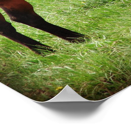 Paardenblik op Bay Poster (Hoek)