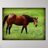 Paardenblik op Bay Poster (Voorkant)