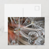 Paardenbloem Abstract Briefkaart (Voorkant / Achterkant)