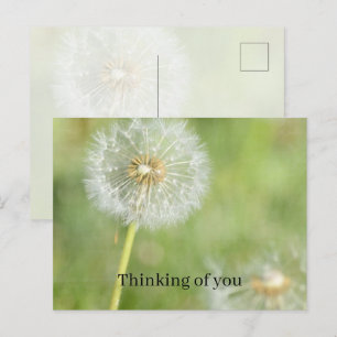 Paardenbloem Bloem Denk aan jou (mijn fotografie) Briefkaart