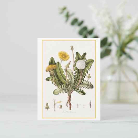  paardenbloem botanische illustratie briefkaart (Staand voorkant)