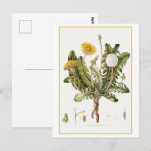 paardenbloem botanische illustratie briefkaart (Voorkant / Achterkant)