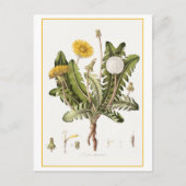  paardenbloem botanische illustratie briefkaart (Voorkant)