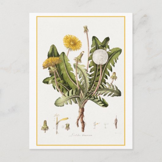 paardenbloem botanische illustratie briefkaart (Voorkant)