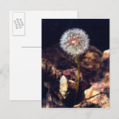 Paardenbloem Briefkaart (Voorkant / Achterkant)