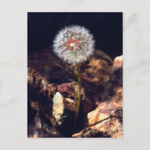 Paardenbloem Briefkaart