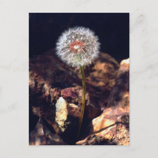 Paardenbloem Briefkaart (Voorkant)