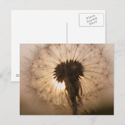Paardenbloem Briefkaart (Voorkant / Achterkant)