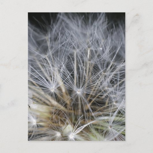 Paardenbloem Briefkaart (Voorkant)