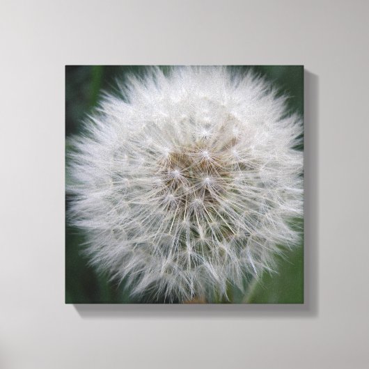 Paardenbloem Canvasprint met Zaadjes Canvas Afdruk (Voorkant)