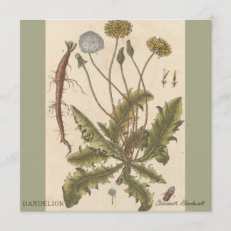 Paardenbloem door Elizabeth Blackwell