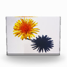 Paardenbloem en schaduw pbcna