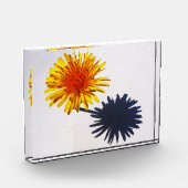 Paardenbloem en schaduw pbcna fotoblokken (Links)