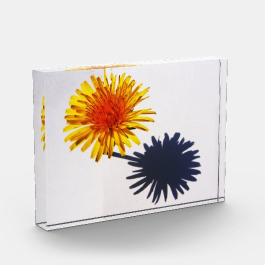 Paardenbloem en schaduw pbcna fotoblokken (Links)