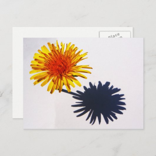 Paardenbloem en Schaduw pcna Briefkaart (Voorkant / Achterkant)