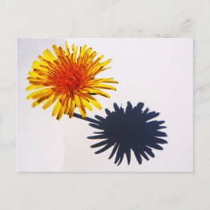 Paardenbloem en Schaduw pcna Briefkaart