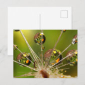 Paardenbloem en waterdruppels briefkaart (Voorkant / Achterkant)