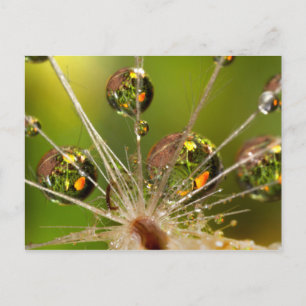Paardenbloem en waterdruppels briefkaart